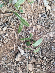 Smilax glabra