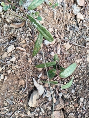 Smilax glabra