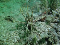 Prionocidaris bispinosa