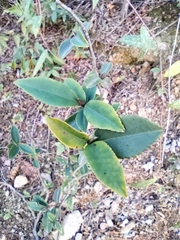 Camellia oleifera