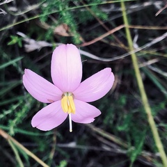 Chironia baccifera, photograph David Rosenthal, CC0, iNaturalist via GBIF