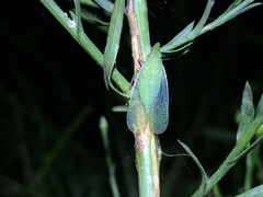 Rhynchomitra recurva