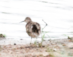 Tringa ochropus