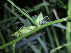 Rhynchomitra recurva