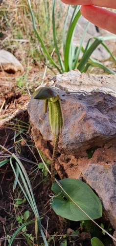 Arisarum vulgare subsp. vulgare image