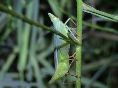 Rhynchomitra recurva