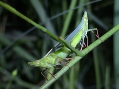 Rhynchomitra recurva