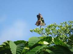 Graphium agamemnon agamemnon