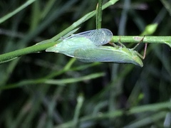 Rhynchomitra recurva