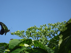 Graphium agamemnon agamemnon