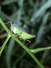 Rhynchomitra recurva