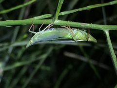 Rhynchomitra recurva