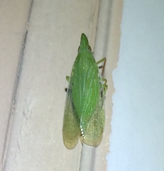 Rhynchomitra recurva