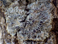 Physcia leptalea