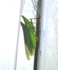 Rhynchomitra recurva