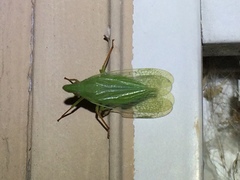 Rhynchomitra recurva