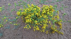 Limonium aureum