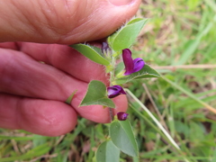 Psoralea imbricata