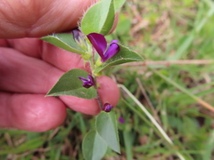Psoralea imbricata