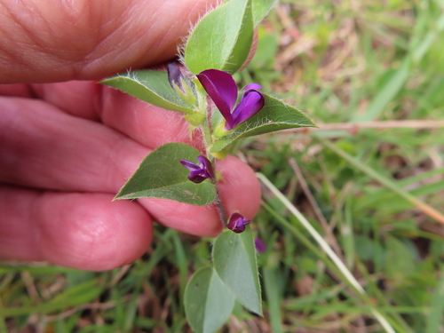 Image of Psoralea imbricata by (c) linkie, some rights reserved (CC BY)