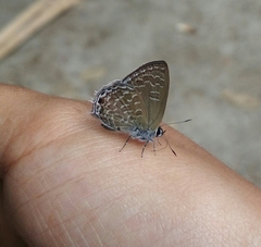 Anthene philo