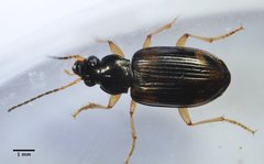 Bembidion transversale
