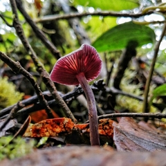 Laccaria gomezii