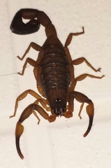 Centruroides flavopictus