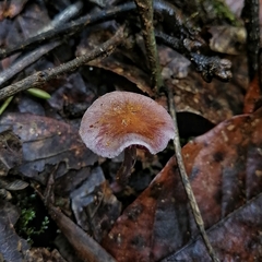 Laccaria gomezii