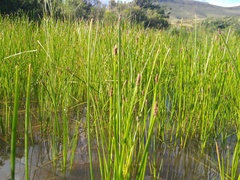 Eleocharis limosa