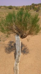 Haloxylon ammodendron