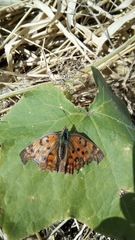 Polygonia c-aureum