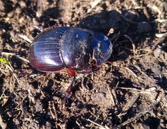 Catharsius tricornutus