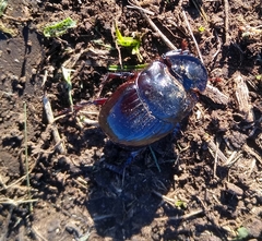 Catharsius tricornutus