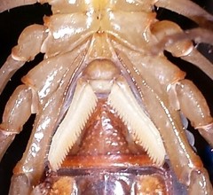 Centruroides flavopictus