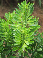Euphorbia neriifolia
