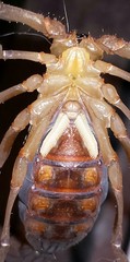 Centruroides flavopictus