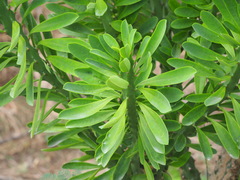 Euphorbia neriifolia