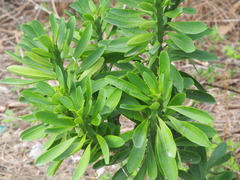 Euphorbia neriifolia
