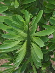 Euphorbia neriifolia