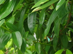 Graphium sarpedon luctatius