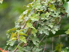 Vitis thunbergii
