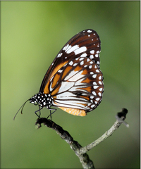 Danaus affinis
