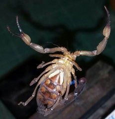 Centruroides flavopictus