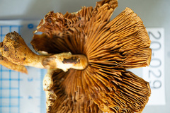 Pholiota malicola