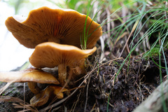 Pholiota malicola