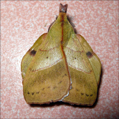 Radhica elisabethae