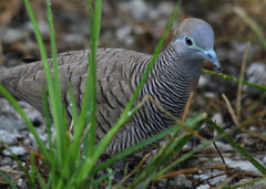 Geopelia striata