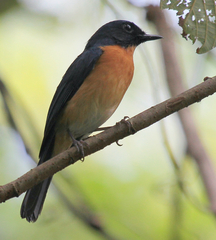 Cyornis rufigastra