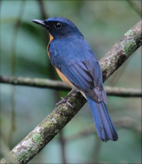 Cyornis rufigastra